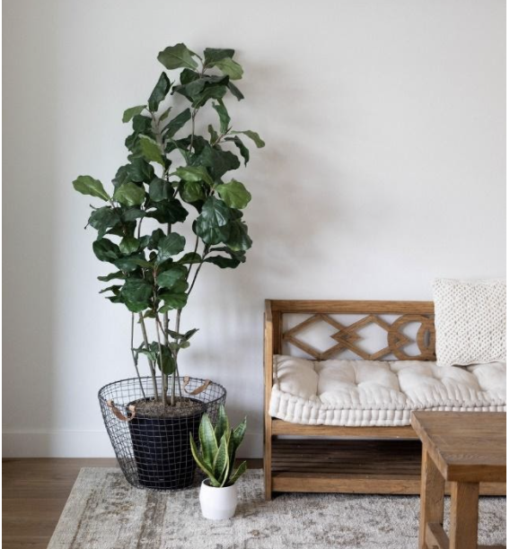 A picture containing a wall, green potted plants, furniture, and rug
